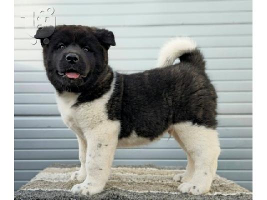 American Akita, διαθέσιμα κουτάβια